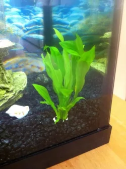 plant1.webp