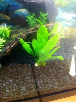 plant2.webp