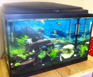 tankpic.webp tankpic.webp