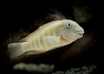 fish21edit.webp fish21edit.webp