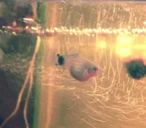 image.webp