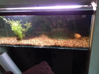 new tank shot.webp