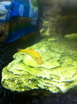 catfish2.webp catfish2.webp