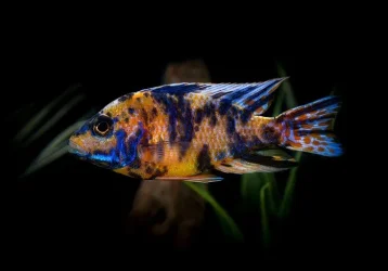fishy.webp fishy.webp