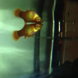 Fish.webp
