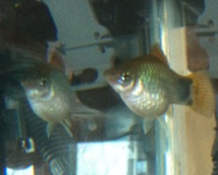 MMplaty31114.JPG MMplaty31114.JPG