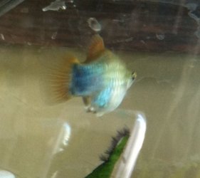 MMplaty31214.JPG