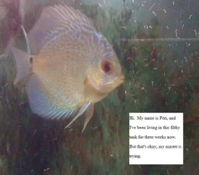 Peri.webp Peri.webp