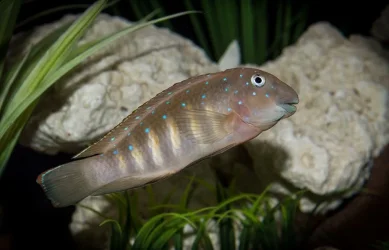 goby1.webp
