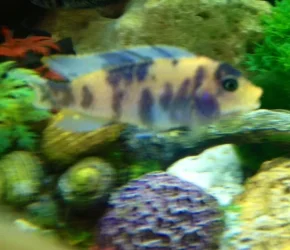 image.webp