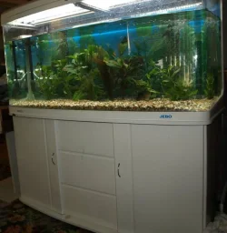 fishtank.webp fishtank.webp