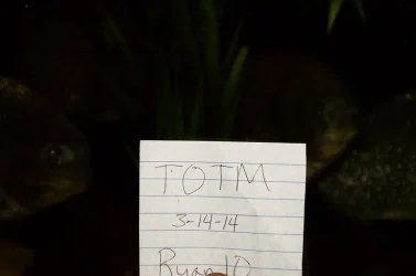 totm.webp totm.webp