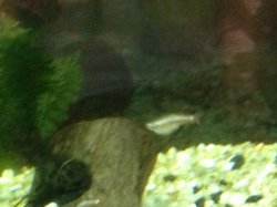 fat fish.jpg fat fish.jpg