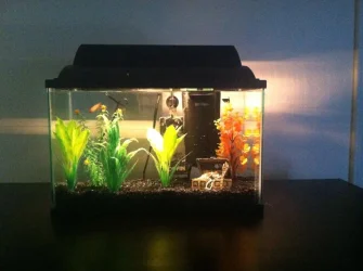 5gal2.webp