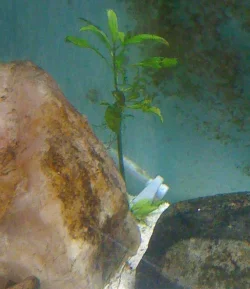 Plant 1.webp Plant 1.webp
