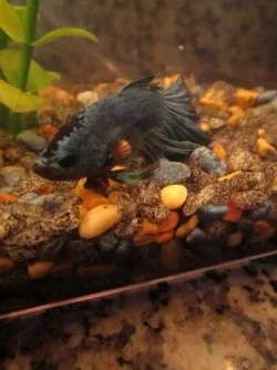 Betta1.webp