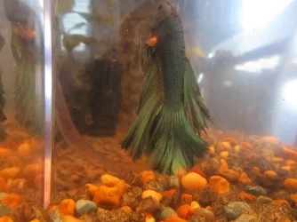 betta2.webp