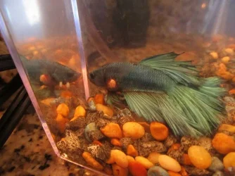 betta3.webp