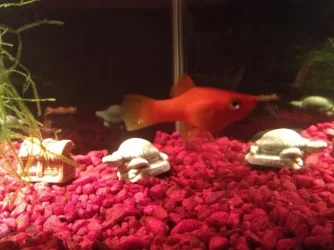 bens fish.webp
