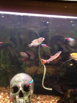 indian gourami.webp