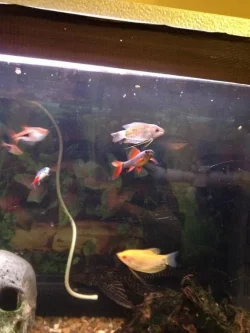 fish.webp