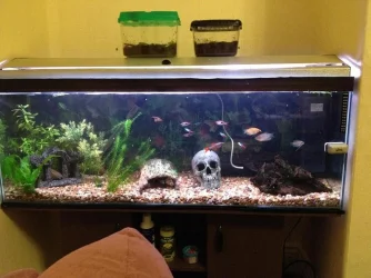 full tank shot.webp