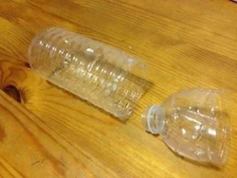 snail trap.webp