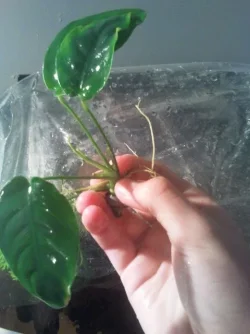 Anubias.webp