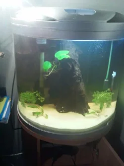 FTS.webp