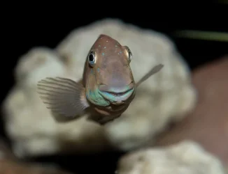 goby.webp