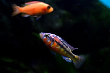 DSC_1090.JPG DSC_1090.JPG