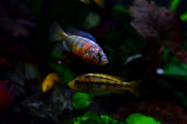 DSC_1097.JPG DSC_1097.JPG