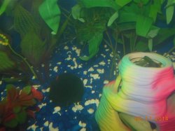 cherry shrimp 006 (Small).JPG