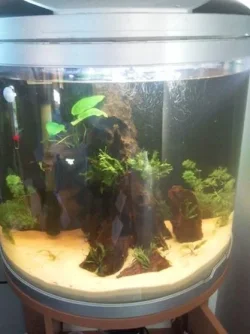 Planted.webp