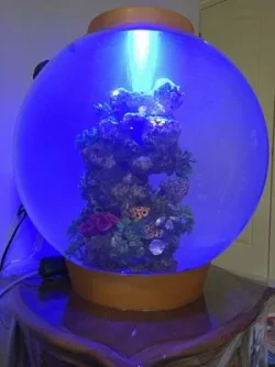 dalisonc_tank.webp