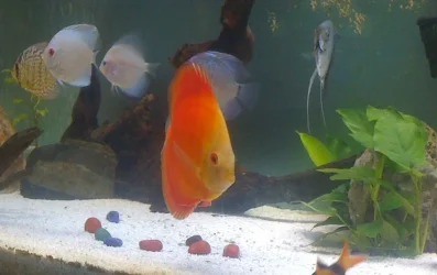 5Discus.webp
