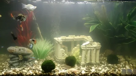 aquarium.webp aquarium.webp
