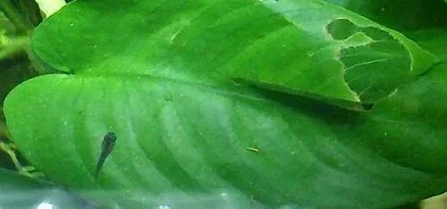 10157379_777731135572285_4118817780461001280_n-1.webp