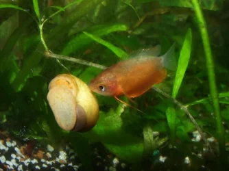 Moby the Goby 2441.webp