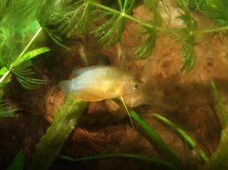 Moby the Goby 2443.jpg Moby the Goby 2443.jpg