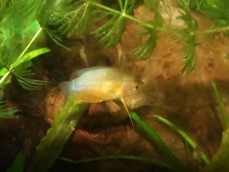 Moby the Goby 2443.webp