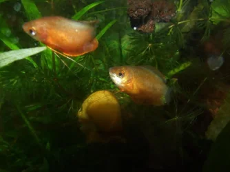 Moby the Goby 2445.webp