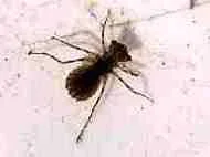 PondLibulledLarva.webp