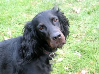 Niamhheadtilt.webp Niamhheadtilt.webp