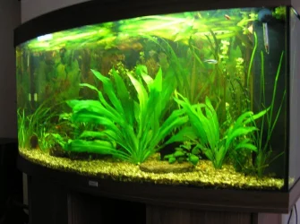 MAIN TANK - JUL 12..webp