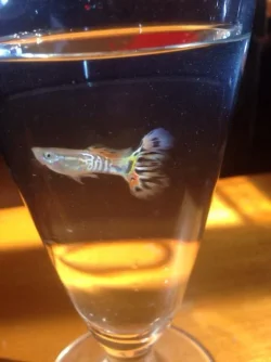 guppy 1.webp