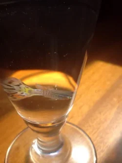 guppy2.webp