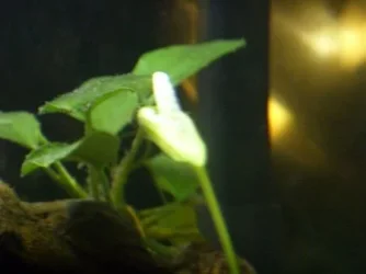 anubias pod.webp