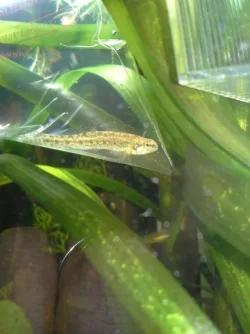 Goby.webp
