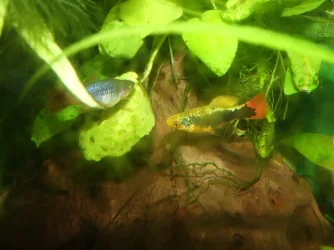 Moby the Goby 2491.webp